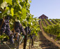 SAN FRANCISCO (NAPA-VALLEI)