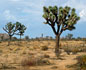 LOS ANGELES - MOJAVE WOESTIJN - LAUGHLIN